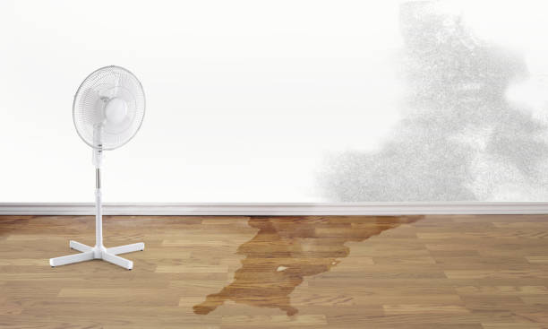 Best Water damage restoration near me  in Vley Grande, AL